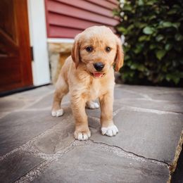 Goldendoodle Puppies from Peachy Doodles