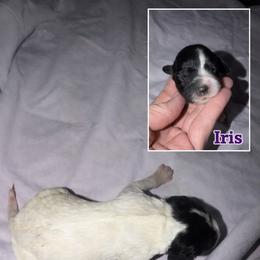 Iris - Black and white female Cockapoo puppy in Connersville, Indiana from MoonShine Babies