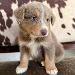 Pink - Dilute red female Australian Shepherd puppy in Iola, Texas from MK Aussies