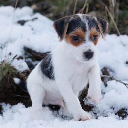 Rattler - Tri-color male Jack Russell Terrier puppy in Yakima County, Washington from Saddle Rock Kennels