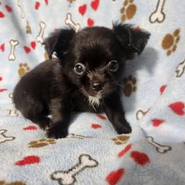 Ozzy - Black male Chihuahua puppy in Attleboro, Massachusetts from Treasured Hearts Chihuahuas and Toy/mini poodles