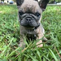 Leonardo - Fawn male French Bulldog puppy in Durham, North Carolina from Seven Star Kennel
