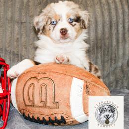 Lady Liberty - Red merle female Miniature Australian Shepherd puppy in Oakland, Maryland from Yarborough Kennels