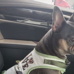 French Bulldogs from Real Dream Productions