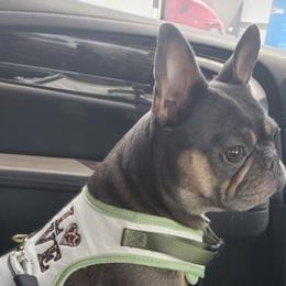 French Bulldogs from Real Dream Productions