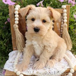 Miniature Schnauzer and Poodle Puppies from Crystal Rose Canines