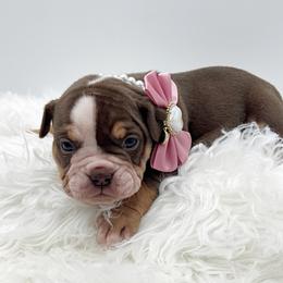 Hershey - Fawn female Olde English Bulldogge puppy in Camdenton, Missouri from Mule Pool Olde English Bulldogges