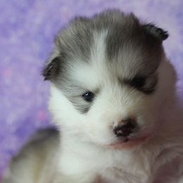 Roux - Sable and white female Alaskan Malamute puppy in Independence, Virginia from New River Valley Malamutes