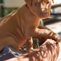 Pharaoh Hound Puppies from ACE Pharaoh Hounds