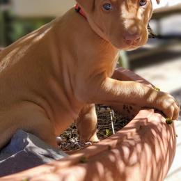Pharaoh Hound Puppies from ACE Pharaoh Hounds