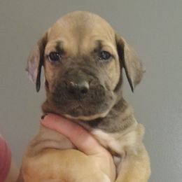 Olaf - Fawn male Great Dane puppy in Marshall, Michigan from Dream K9