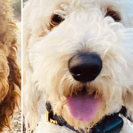 Goldendoodles from Marvel Doodles