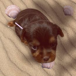 Light Purple - Chocolate and tan male Yorkshire Terrier puppy in Augusta, Georgia from Melissa's Paw Impressions