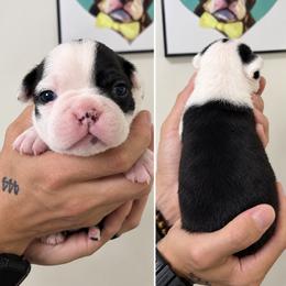 Male 1 - Black and white male Boston Terrier puppy in Puyallup, Washington from NW Boston Terriers