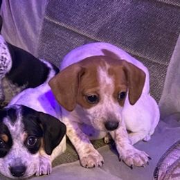 Dachshunds from Dana’s Little Doxies