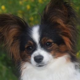 Papillon Puppies from Belladonna Papillons