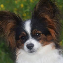 Papillon Puppies from Belladonna Papillons