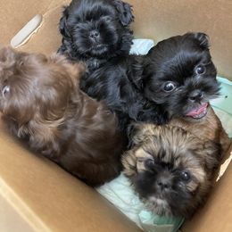 Shih Tzu Puppies from Shihtzus.Sc