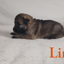 Lindy - Sable German Shepherd puppy in Hays, Kansas from Smith's Shepherds
