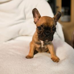 French Bulldog Puppies from For The Love of Frenchies