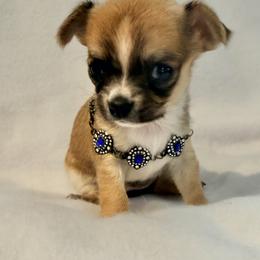 Chihuahua Puppies from Sapphire Chihuahuas