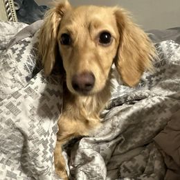 Dachshunds from Ashton’s Doxies of Southern IL