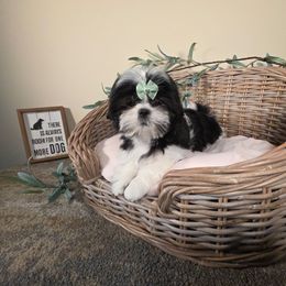 Piper - Black and white female Shih Tzu puppy in Kings Mountain, North Carolina from Britany's Shih Tzus