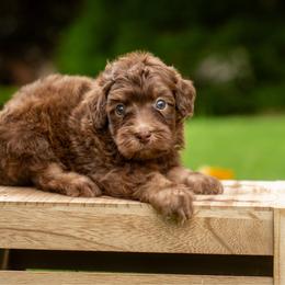 Kai - Red phantom male Aussiedoodle puppy in Roebuck, South Carolina from Dani's Dandy Doodles