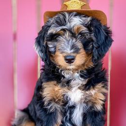 Assorted Doodle Crosses and Bernedoodles from Texas Doodle Dandies