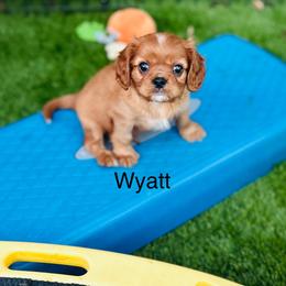Wyatt orange collar - Ruby male Cavalier King Charles Spaniel puppy in Temecula, California from McKenna Cavaliers in Southern California