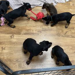Girl 2 - Black and rust female Doberman Pinscher puppy in Vale, North Carolina from Von Katzenstein Kennel