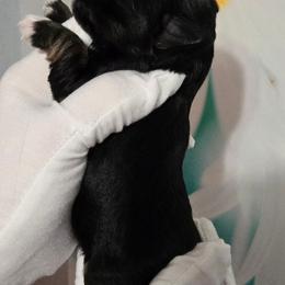 Wasabi - Black and silver male Miniature Schnauzer puppy in Hertford, North Carolina from Little Bug Schnauzers