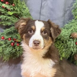 Sherry - Red tri-color female Miniature American Shepherd puppy in Clinton, Missouri from Mockingbirds American Minis