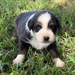 Cabo 2 - Black tri-color female Australian Shepherd puppy in Hubbard, Texas from Poston Paddock Aussies LLC