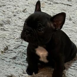 Darth Vader - Brindle and white male French Bulldog puppy in Enid, Oklahoma from Herell's French Bulldogs