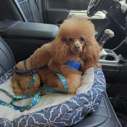 Sparkle aka Sparkie - Poodle