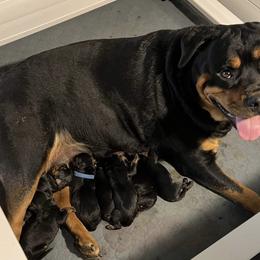 Female Rottweiler puppies - Black female Labrador Retriever puppy in Worland, Wyoming from Wind River Labrador’s