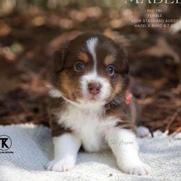 Mabel - Red Tri Female - Red tri-color female Australian Shepherd puppy in Nacogdoches, Texas from TK Standard, Mini, & Toy Aussies