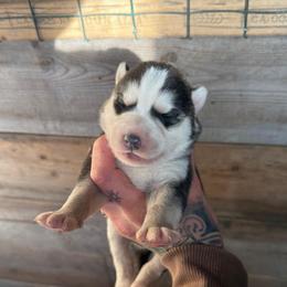 Boy 3 - Black and white male Siberian Husky puppy in Iron River, Wisconsin from Wiemeri Siberians