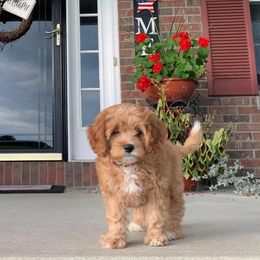 Cavapoo Puppies from Wednesday & Co