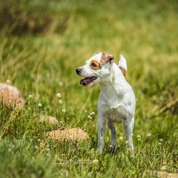 Spec - Jack Russell Terrier