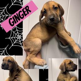 GINGER - Fawn female Great Dane puppy in Wellsville, New York from Prophecy Danes