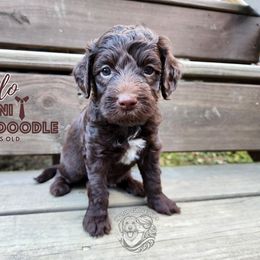 Aussiedoodle, Goldendoodle, and Poodle Puppies from Hilltop Cuddle Pups