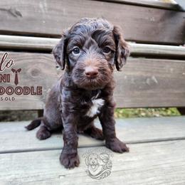 Aussiedoodle, Goldendoodle, and Poodle Puppies from Hilltop Cuddle Pups