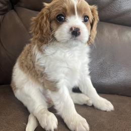 Cavalier King Charles Spaniel Puppies from Pemberly Cavaliers