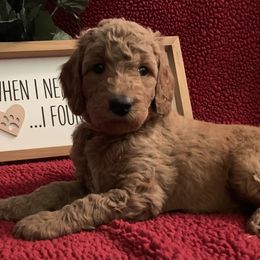 Goldendoodle Puppies from Goldendoodlefamily