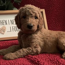 Goldendoodle Puppies from Goldendoodlefamily