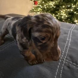 Dachshund Puppies from Birkin’ Paws
