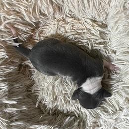 Girl 1 - White and blue female Italian Greyhound puppy in Brooksville, Florida from Fisher Link