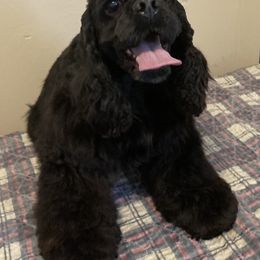 Sasha - Cocker Spaniel